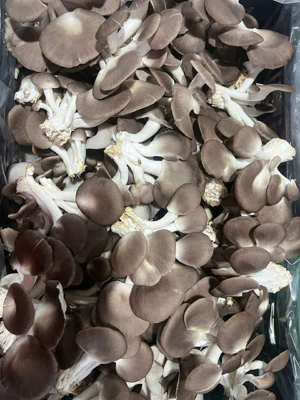 NẤM BÀO NGƯ XÁM